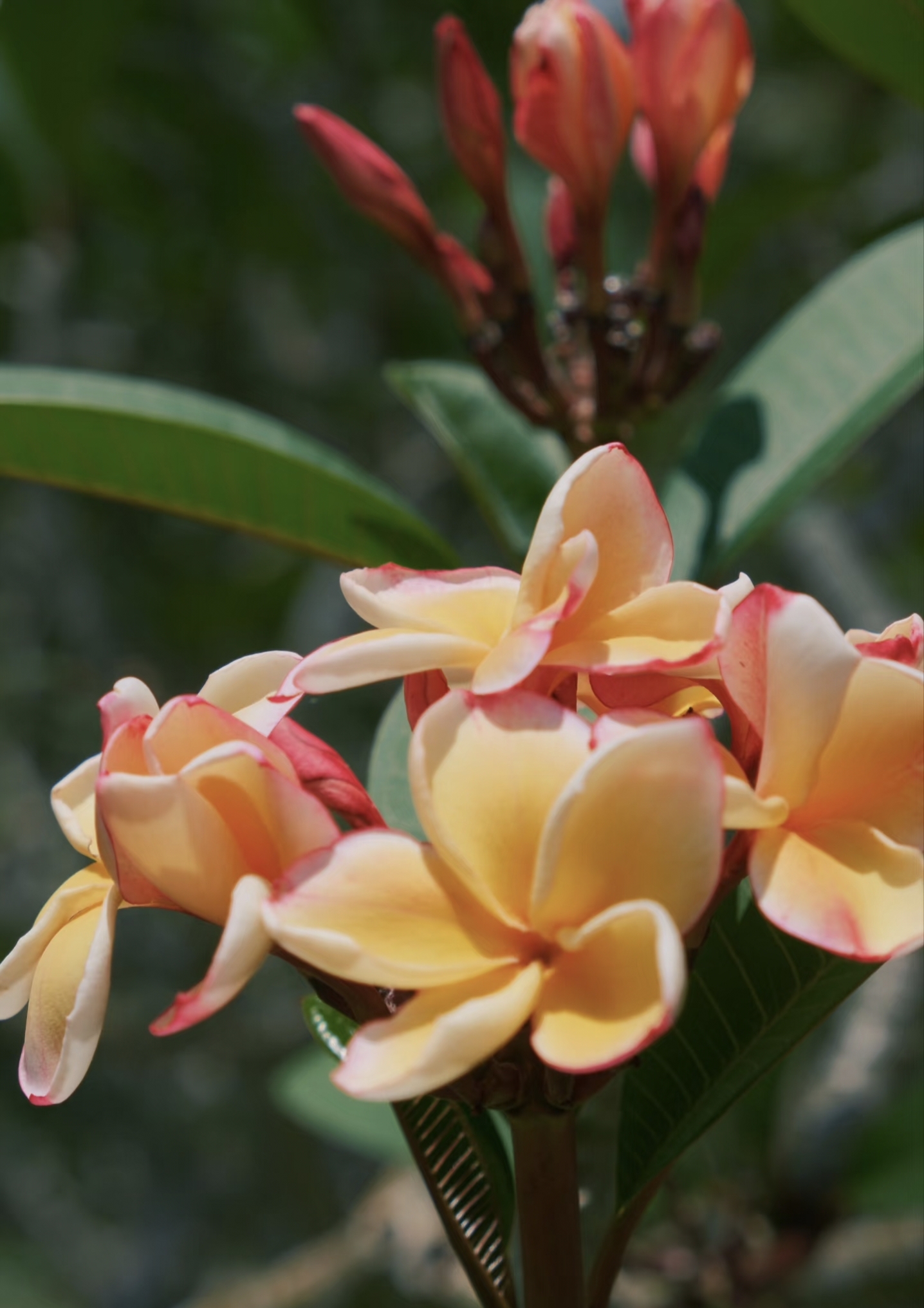 Unique plants at Xishuangbanna Tropical Botanical Garden