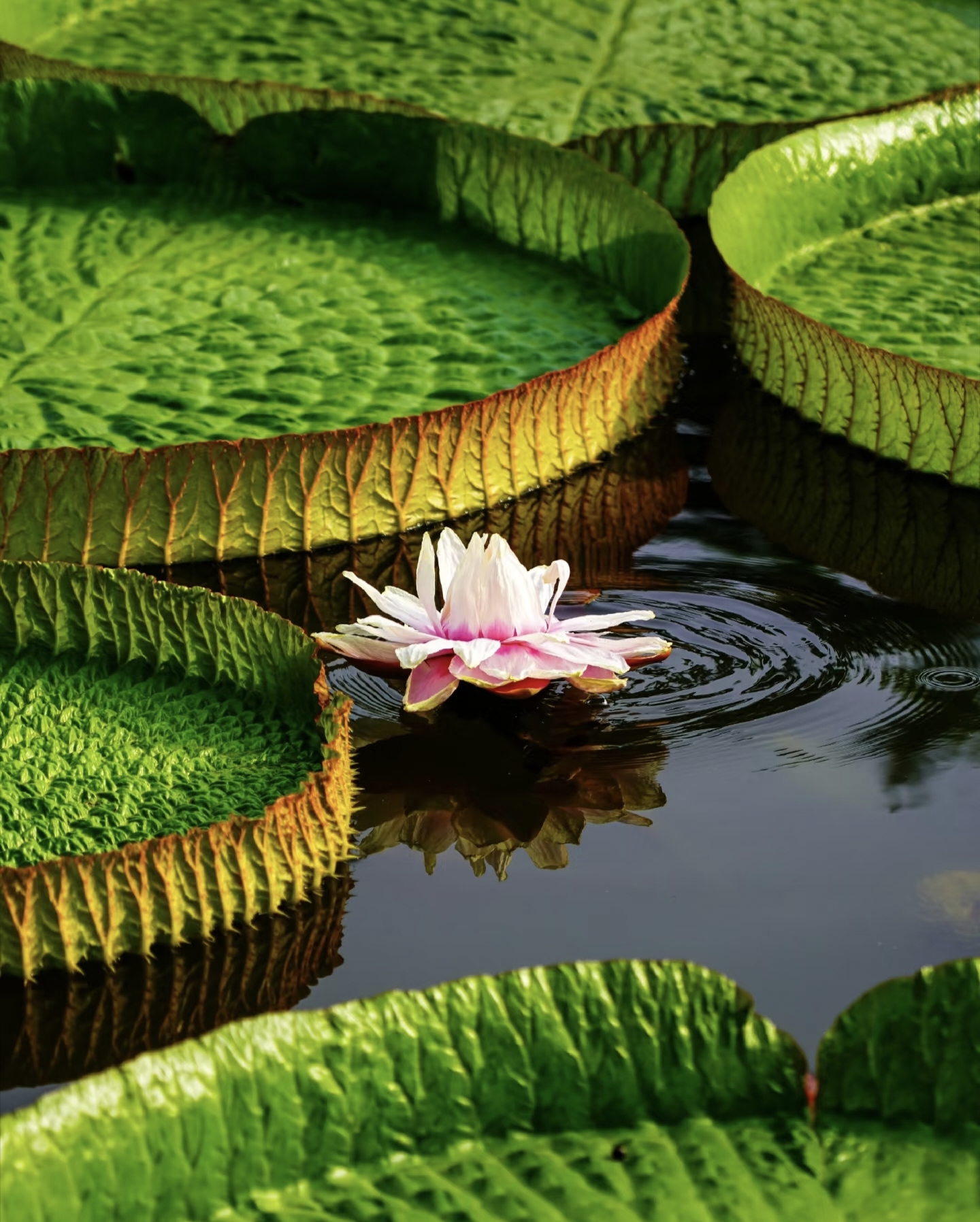 Close-up of giant water lily at Xishuangbanna Tropical Botanical Garden