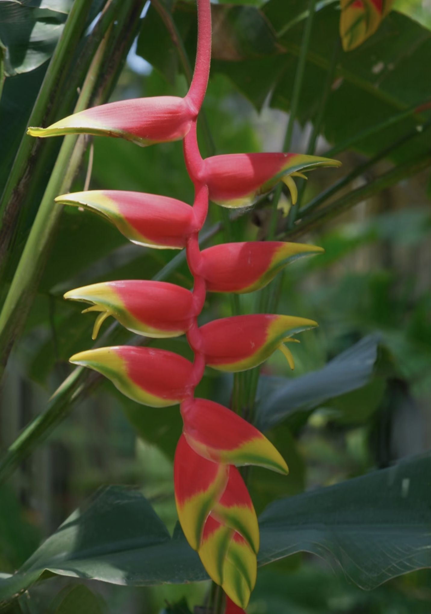 Unique plants at Xishuangbanna Tropical Botanical Garden