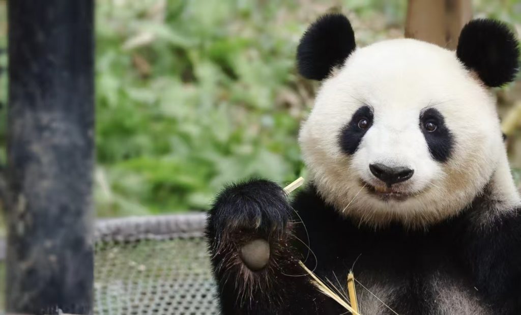 panda bear eating bamboo at Chengdu Research Base of Giant Panda Breeding