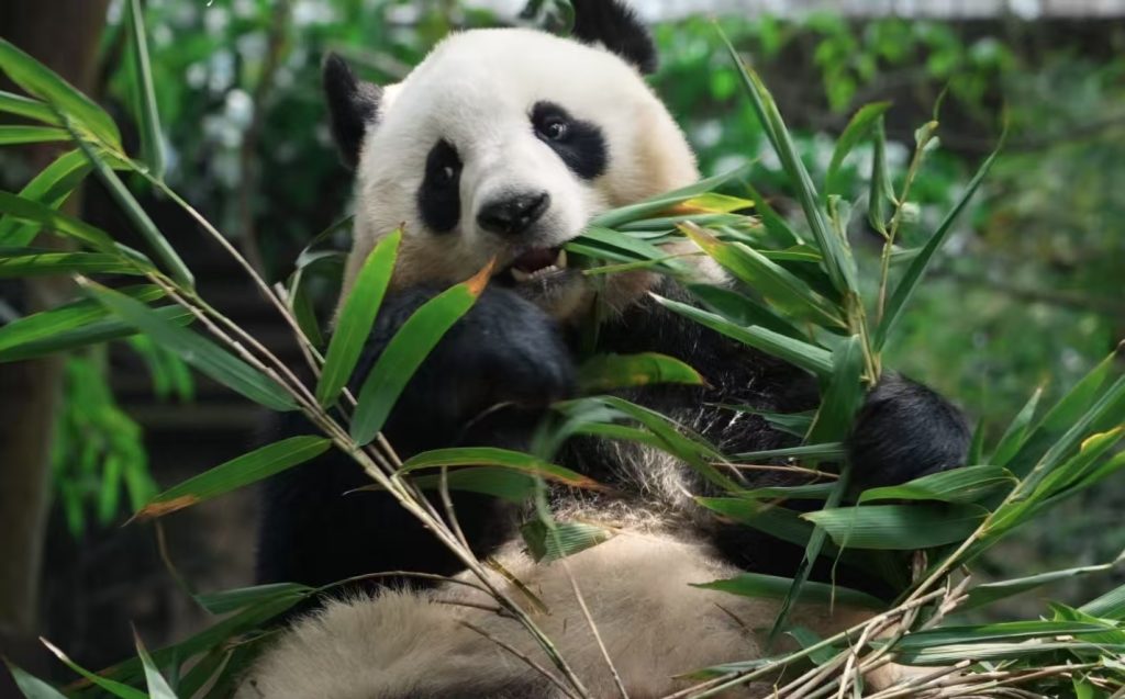 celebrity panda beaar fubao at Wolong Shenshuping Panda Base