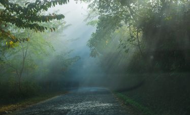 Misty forest landscape in Ailao Mountains of Yunnan, China