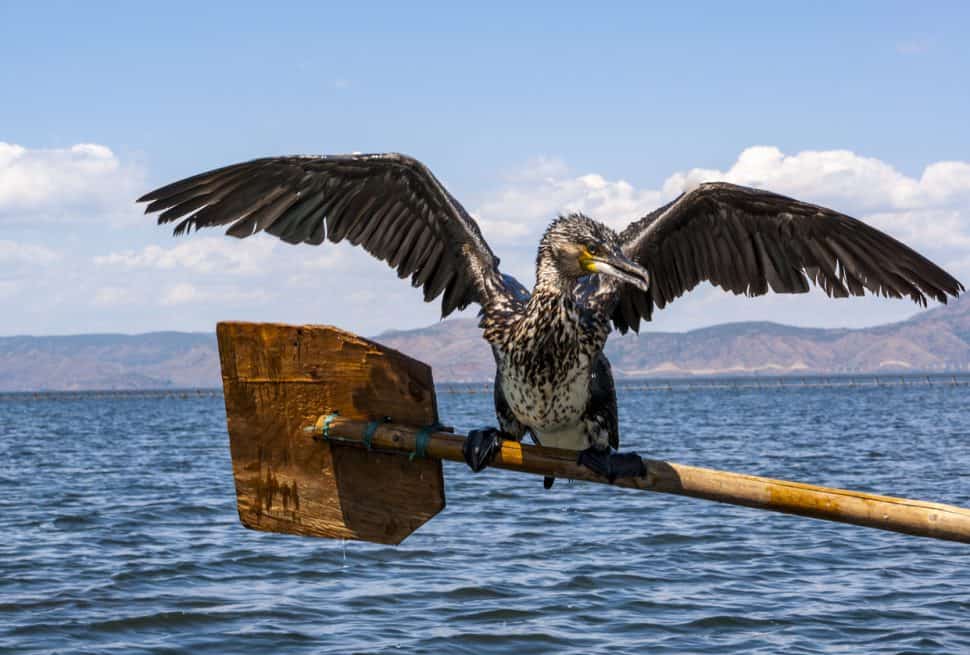 Seagull resting on a fisherman's oar by Erhai Lake in Dali, Yunnan