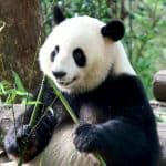 Adorable panda eating bamboo, China.