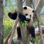 Panda resting on a tree, China.