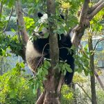 Panda climbing a tree, China.
