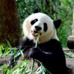 Adorable panda eating bamboo, China.
