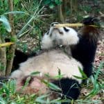Panda lying and playing, China.