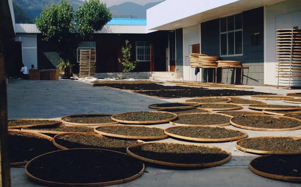 Tea farmers drying Pu-erh tea leaves under the sun in Pu'er City, Yunnan.