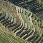 The terraced rice fields in Guangxi, China, showcasing layers of vibrant green.