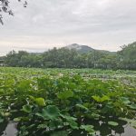 The lush green lotus leaves of West Lake, Hangzhou, China, blending with the distant mountains.