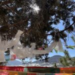 Hada scarves tied to trees in Shangri-La, Yunnan, China, symbolizing purity and goodwill.