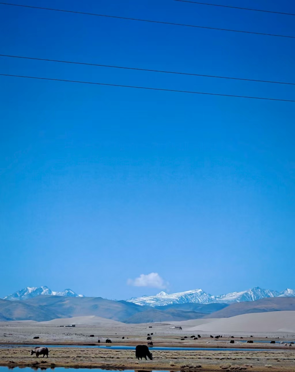 Snowy mountains in Darchen with grazing yaks and sheep