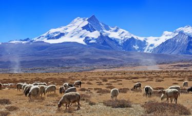 Sheep grazing with Shishapangma Mountain in the distance