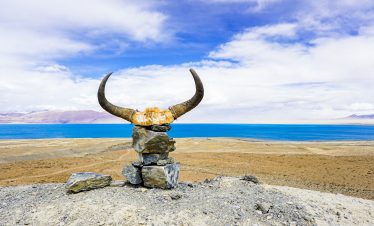 Yak skull with Dangre Yong Tso Lake in the background