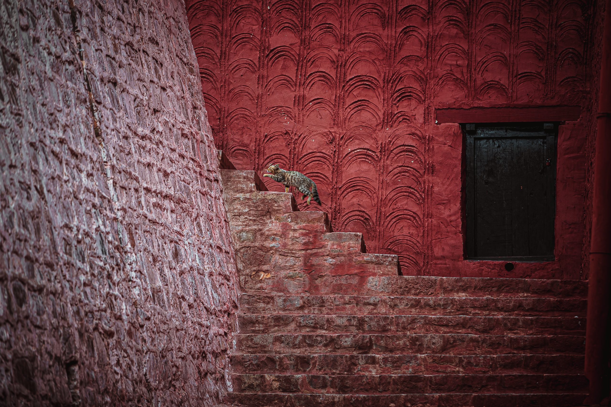 Cat climbing the steps at Tashilhunpo Monastery in Tibet