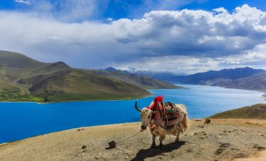ak standing quietly by Yamdrok Lake in Tibet