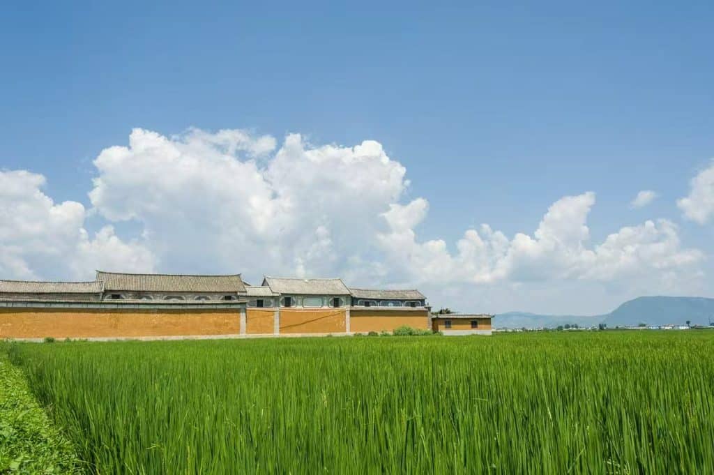 Green wheat fields of Xizhou Ancient Town in Dali, Yunnan, China, like an oil painting