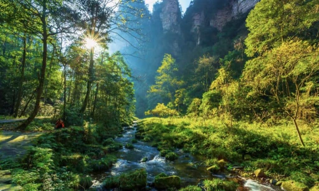 Walking along Jinbian Stream at noon with golden sunlight shining through trees in Zhangjiajie National Forest Park, Hunan, China