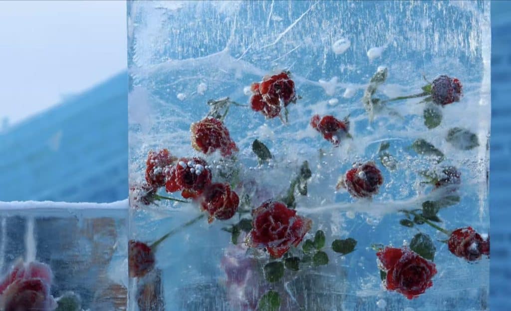 Romantic frozen rose art inside ice sculpture at Harbin Ice and Snow Festival, China